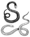 Viper snake. serpent cobra and python, anaconda or viper, royal. engraved hand drawn in old sketch, vintage style for