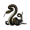 Viper snake. serpent cobra and python, anaconda or viper, royal. engraved hand drawn in old sketch, vintage style for