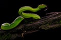 Viper Tropidolaemus wagleri Royalty Free Stock Photo