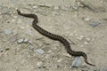 Vipera ammodytes, horned viper