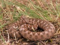 Vipera ammodytes montandoni