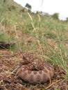 Vipera ammodytes montandoni