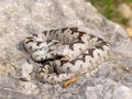 Vipera ammodytes