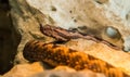 Vipera ammodytes snake in his habitat