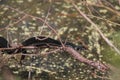 Vipera berus or a common European adder snake crawling on the tree branches Royalty Free Stock Photo