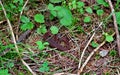 Vipera berus  common European adder, or viper  is a venomous snake an S-shape to prepare for a strike in forest Royalty Free Stock Photo