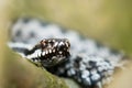 Vipera berus detail Royalty Free Stock Photo