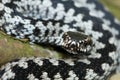 Vipera berus detail Royalty Free Stock Photo