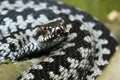 Vipera berus detail Royalty Free Stock Photo