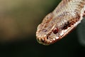 Vipera Berus snake head detail 2 Royalty Free Stock Photo