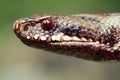 Vipera Berus snake head detail Royalty Free Stock Photo