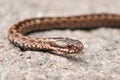 Vipera Berus Royalty Free Stock Photo