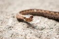 Vipera Berus Royalty Free Stock Photo