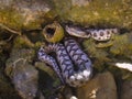 Vipera latsstei latastei Royalty Free Stock Photo