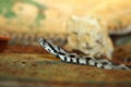 Vipera palaestinae closeup