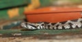 Vipera palaestinae in a terrarium Royalty Free Stock Photo
