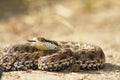 Vipera ursinii on the ground Royalty Free Stock Photo