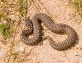Vipera ursinii macrops, meadow viper Royalty Free Stock Photo