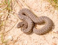 Vipera ursinii macrops, meadow viper Royalty Free Stock Photo