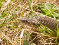 Vipera ursinii macrops, meadow viper Royalty Free Stock Photo