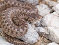 Vipera ursinii macrops, meadow viper Royalty Free Stock Photo