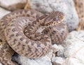 Vipera ursinii macrops, meadow viper Royalty Free Stock Photo