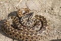 Vipera ursinii rakosiensis on the ground Royalty Free Stock Photo