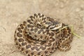 Vipera ursinii standing on the ground Royalty Free Stock Photo