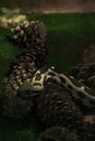 Vipera xanthina in terrarium, very aggressive venomous viper Royalty Free Stock Photo