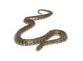 Viperine water snake, Natrix maura, nonvenomous and Semiaquatic snake