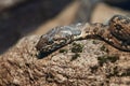 Viperine water snake (natrix maura)