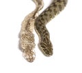 Viperine water snake, Natrix maura, Shedding Skin UK Molting, Shed or Moult, nonvenomous and Semiaquatic snake