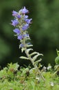 Vipers Bugloss Royalty Free Stock Photo