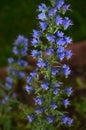 Vipers Bugloss or Blueweed flower
