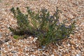 Vipers Bugloss [Echium vulgare ]