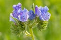 Vipers bugloss echium vulgare flower Royalty Free Stock Photo