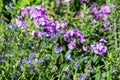 Vipers bugloss (echium vulgare) flowers Royalty Free Stock Photo