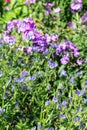 Vipers bugloss (echium vulgare) flowers Royalty Free Stock Photo