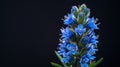 Vipers bugloss flower close-up Royalty Free Stock Photo