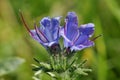 Vipers Bugloss Flowers Royalty Free Stock Photo