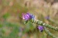 Vipers bugloss Royalty Free Stock Photo