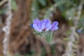 Vipers bugloss Royalty Free Stock Photo
