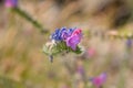 Vipers bugloss Royalty Free Stock Photo