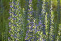 Vipers bugloss flowers Royalty Free Stock Photo