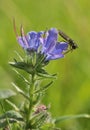 Vipers Bugloss with Hoverfly Royalty Free Stock Photo