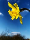Virbrant spring daffodils wild flowers Royalty Free Stock Photo