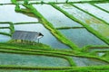 Vire on rice plantation with water ground in Bali Indonesia.