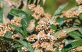 Vireo bird on medlar tree