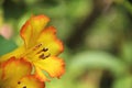 Vireya Rhododendron Royalty Free Stock Photo