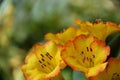 Vireya Rhododendron Royalty Free Stock Photo